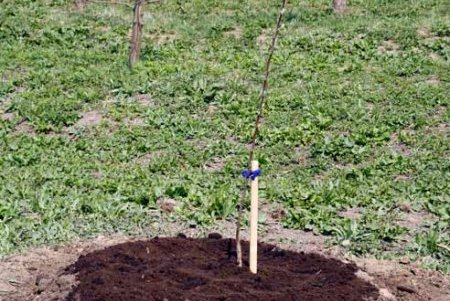 Как я провел это лето. Фотодневник. – 21