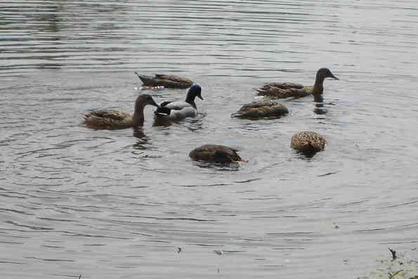 Экскурсия в Мелихово и Талеж – 5