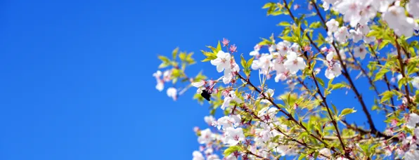 Режим работы поликлиник ЛРЦ Минэкономразвития РФ в майские праздники 2026 г.