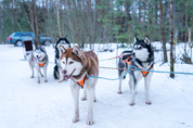 selective-focus-closeup-of-a-group-of-husky-sled-dogs-in-the-snow 1.png